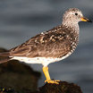 Surfbird